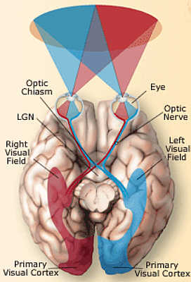 chiasma ottico corredo nervoso equilibrio coordinazione